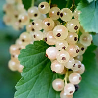 White Currant Soy Candle