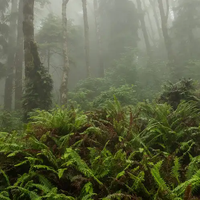 Fog + Fern Soy Candle