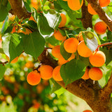 apricot tree