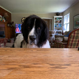 Otis dog looking at you over the table