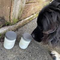 Murphy big dog sniffing jars during a photo shoot