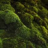 green mossy hill