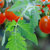 tomato plant close up