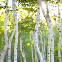 a grove of white birch trees