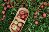 fresh picked apples in a basket laying in a field of grass with other apples