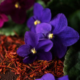 black violets
