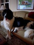 Otis and Murphy big dogs sitting on the couch