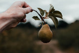 hand holding a pear on a branch