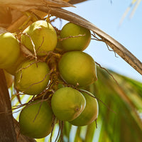 raw coconuts hanging in a tree