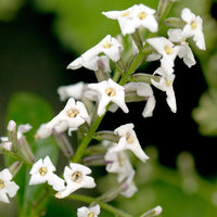 lemon verbena plant