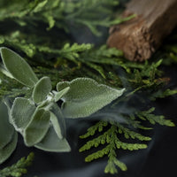 fresh sage and cypress leaves
